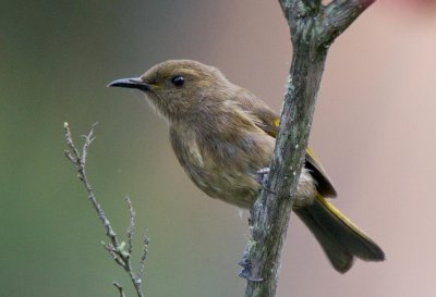 Crescent Honeyeater
