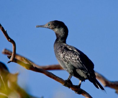 Little Black Cormorant