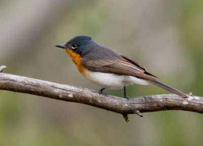 Satin Flycatcher