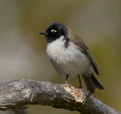 Black-headed Honeyeater
