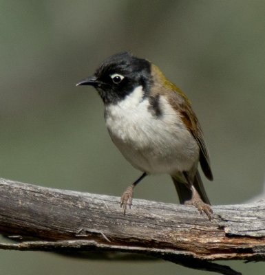 Black-headed Honeyeater
