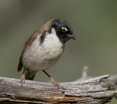 Black-headed Honeyeater