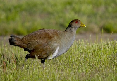 Tasmanian Native Hen