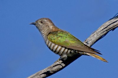 Shining Bronze-Cuckoo