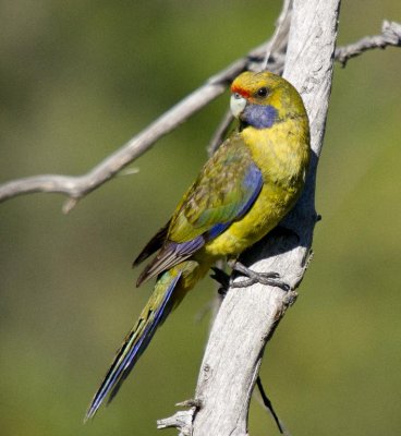 Green Rosella