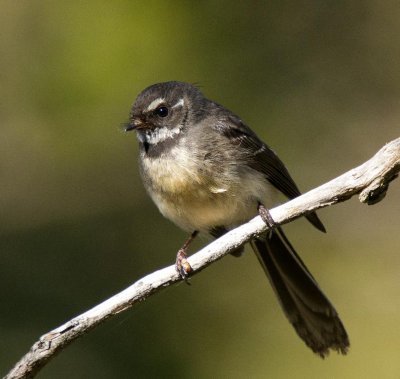 Grey Fantail