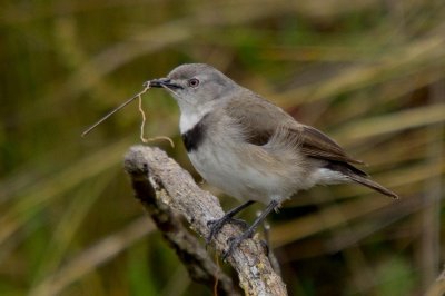 White-fronted Chat (female carrying nesting material)