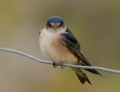 Tree Martin