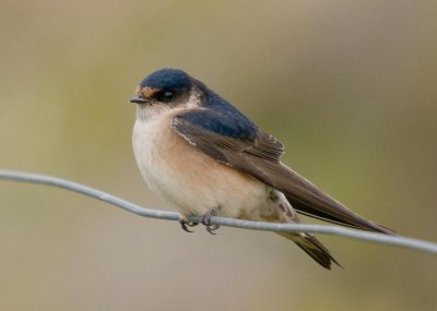 Tree Martin
