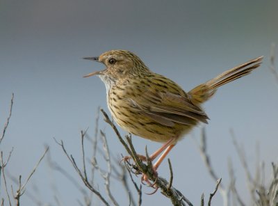 Striated Fieldwren