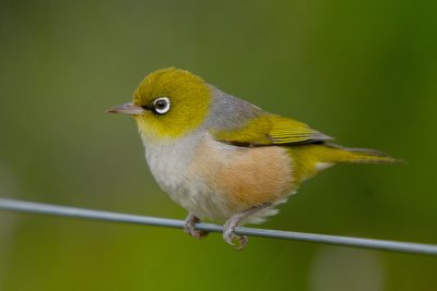 Silvereye