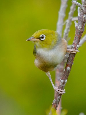 Silvereye