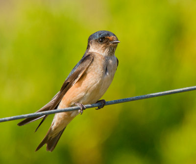 Tree Martin