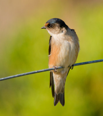 Tree Martin