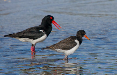 Pied Oystercatcher (adult with near fledged juvenile)