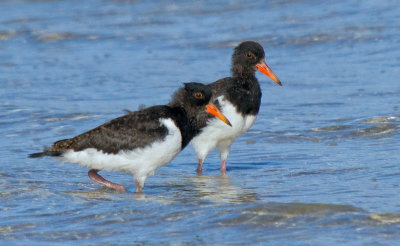 Pied Oystercatcher (near fledged runners)