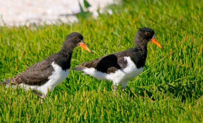 Pied Oystercatcher (near fledged runners)