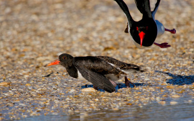 Pied Oystercatcher (territorial issue!)