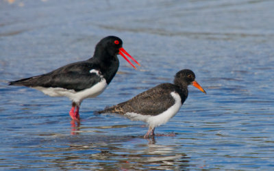 Pied Oystercatcher (adult with young)