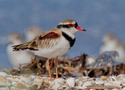 Black-fronted Plover