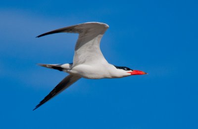 Caspian Tern