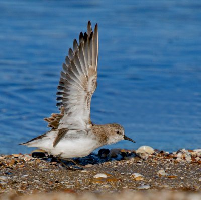 Red-necked Stint