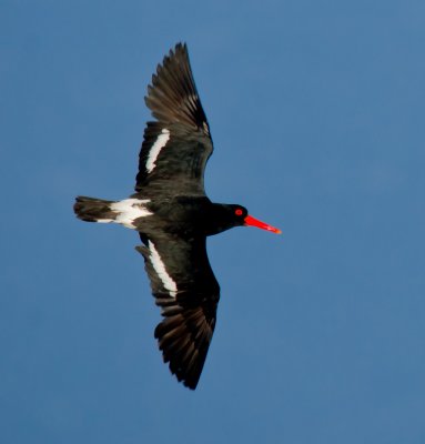 Pied Oystercatcher