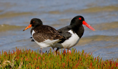 Pied Oystercatcher (adult with fledged juvenile)