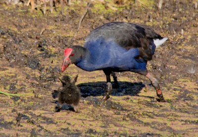 Purple Swamphen (feeding young)