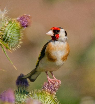 European Goldfinch