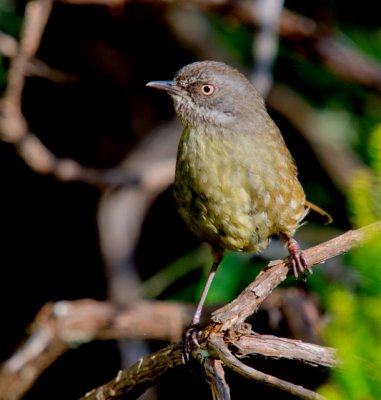 Tasmanian Scrubwren