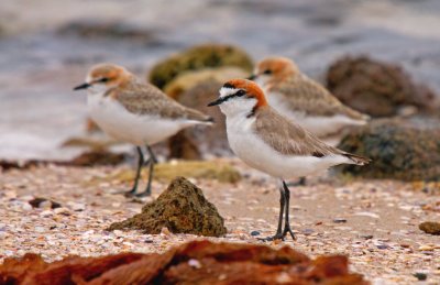 Red-capped Plover (with 2 juveniles)