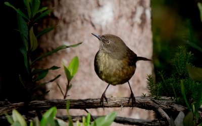 Tasmanian Scrubwren
