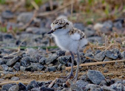 Red-capped Plover  (runner)