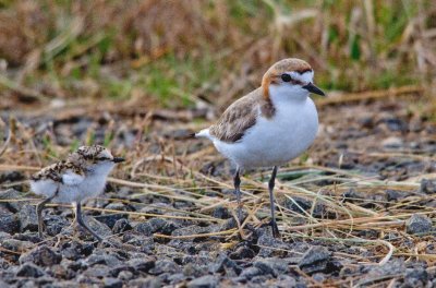 Red-capped Plover (female with runner)