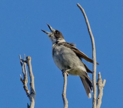 Grey Butcherbird