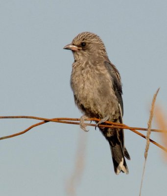 Dusky Woodswallow (juvenile)