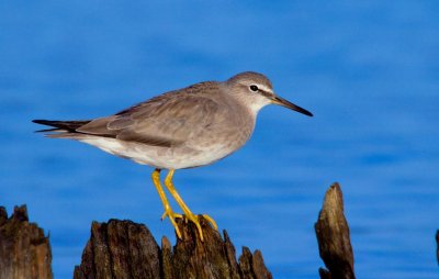 Grey-tailed Tattler