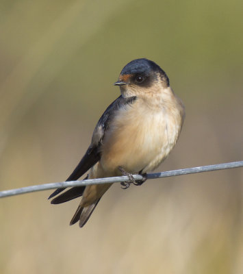 Tree Martin