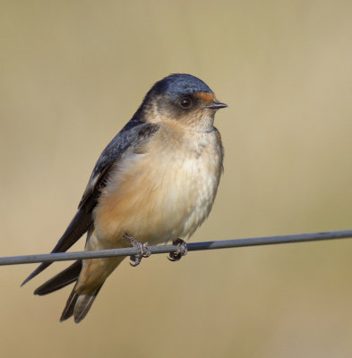 Tree Martin