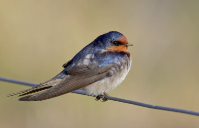Welcome Swallow