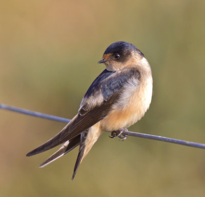 Tree Martin