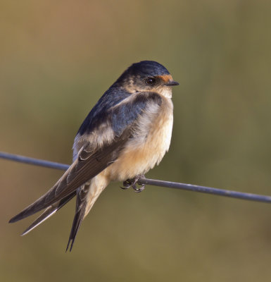 Tree Martin