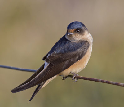 Tree Martin