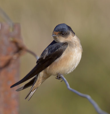 Tree Martin