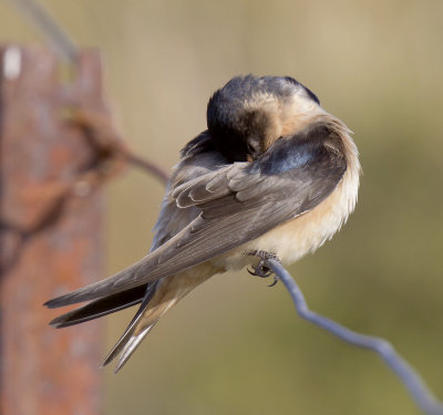 Tree Martin