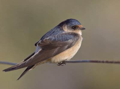 Tree Martin