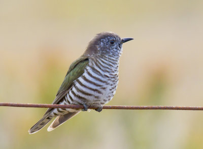 Shining Bronze-Cuckoo