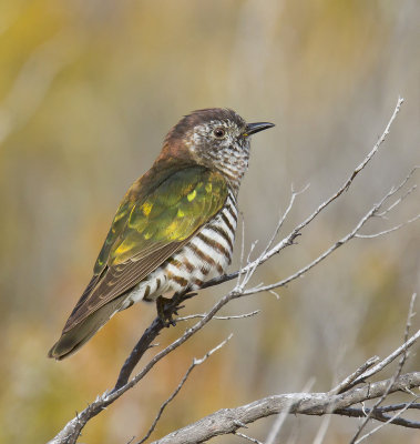 Shining Bronze-Cuckoo