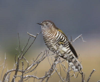 Shining Bronze-Cuckoo